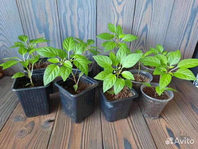 Перец комнатный острый