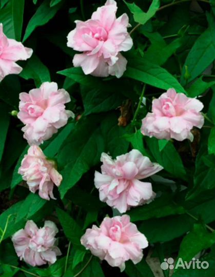 Калистегия махровая