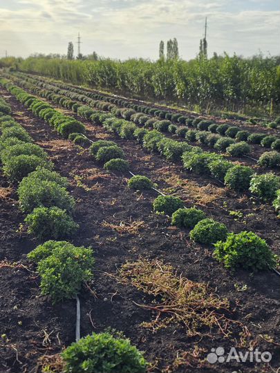 Хризантема мультифлора