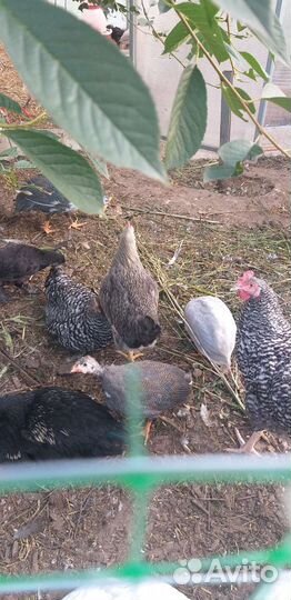 Петухи,молодки,цесарки