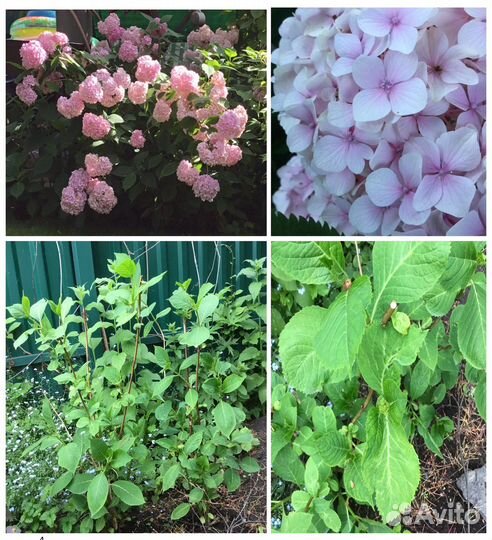 Гортензия крупнолистная