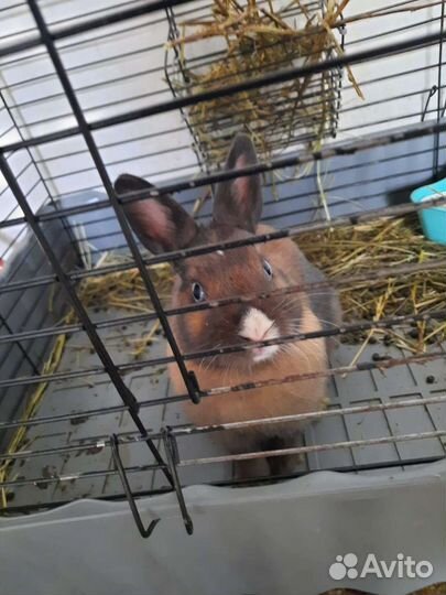 Декоративные кролики