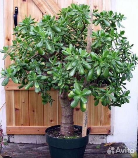 Крассула,бансай, толстянка,денежное дерево