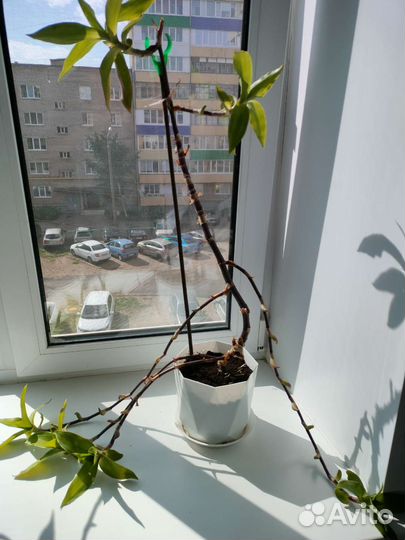 Растение золотой ус