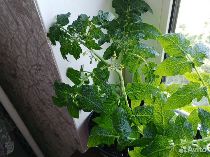 Рассада помидор Пиноккио и др