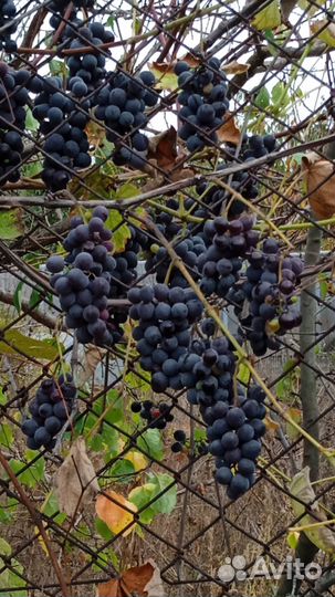 Виноград изабелла