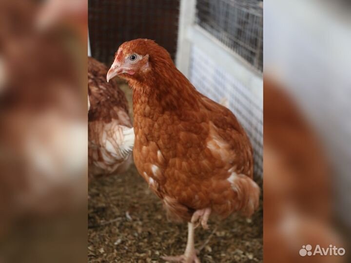 Куры несушки