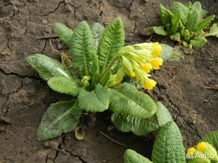 Примула садовая