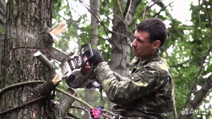 Расчистка участка от деревьев и кустарников