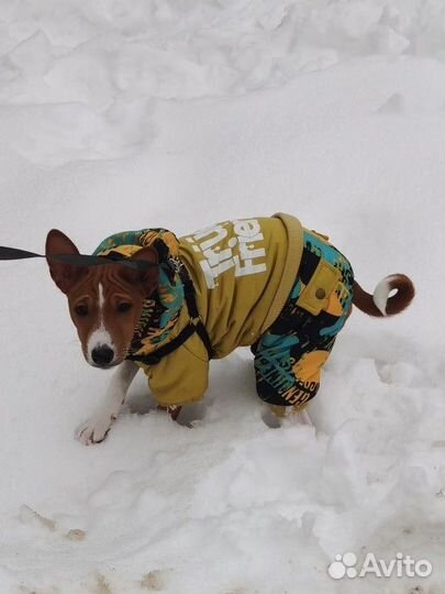 Комбинезон для собаки, одежда для собаки
