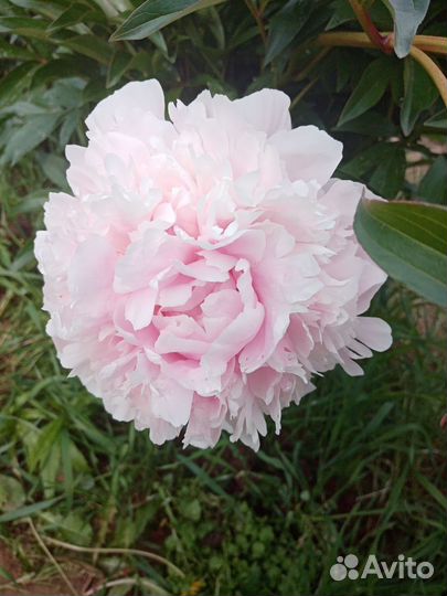 Пионы саженцы корни