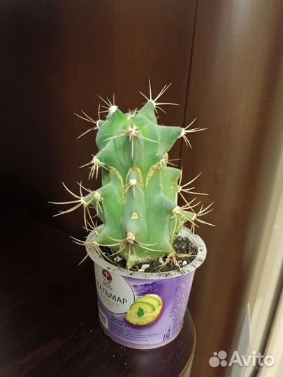 Ферокактус 10 см