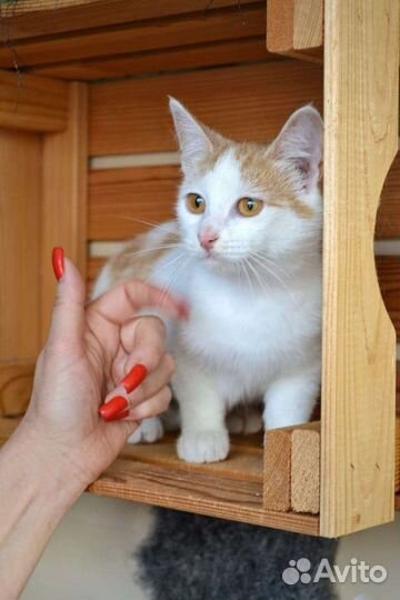 Стерилизованная кошка