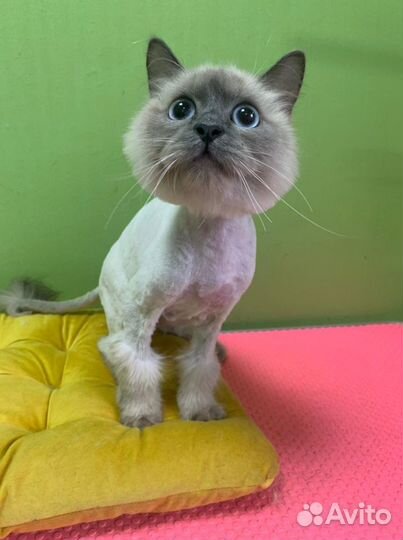 Груминг Салон Мистер Шпиц