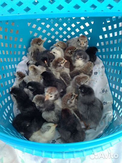 Цыплята суточные