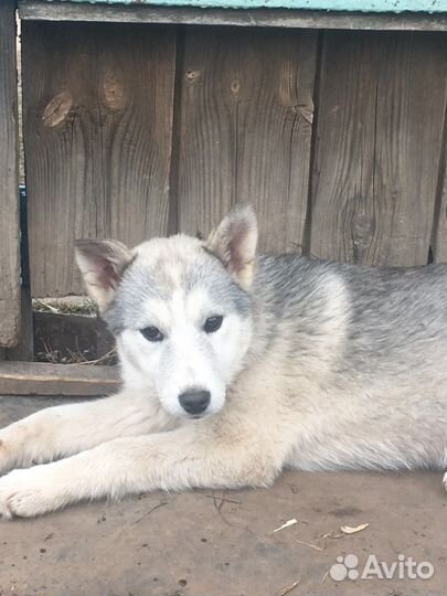 Отдаем щанят