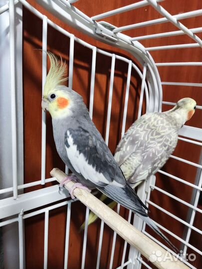 Попугай корелла самец 7 мес
