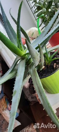 Алоэ лечебный