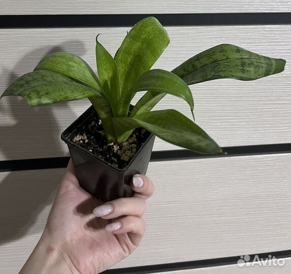 Комнатные растения