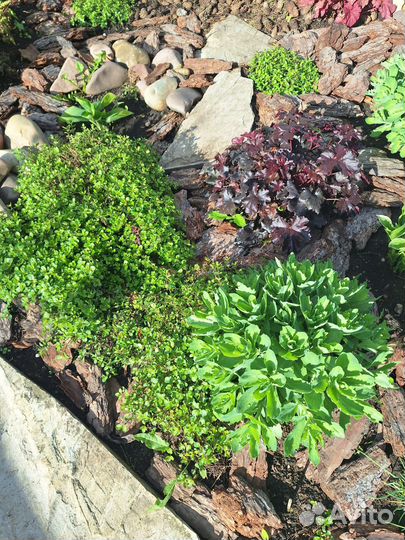 Тимьян ползучий