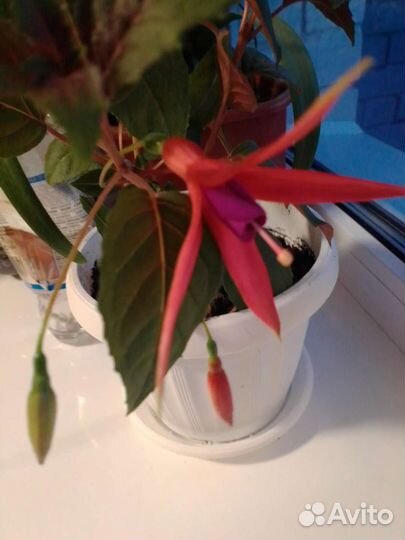 Отростки комнатного цветка фуксия