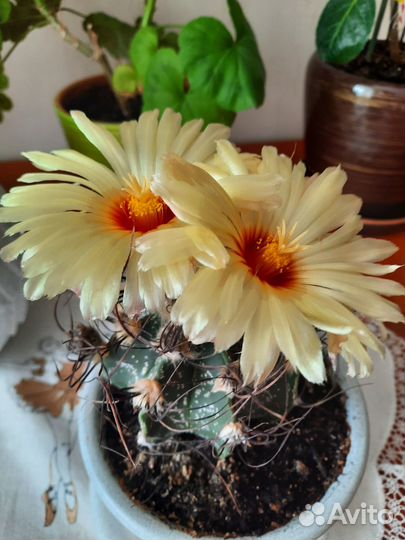 Астрофитум козерогий (Astrophytum capricorne)