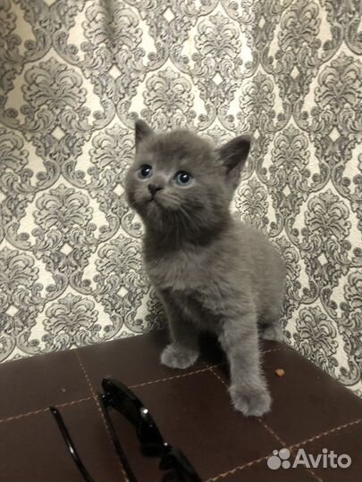 Британские котята