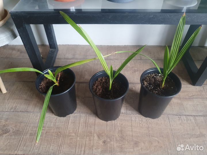 Финиковые пальмы. 2 года