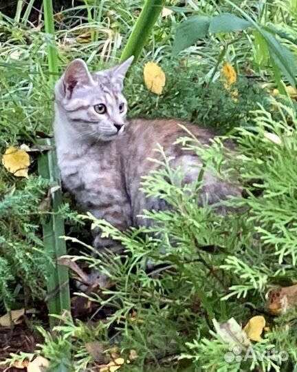 Котята одни на даче