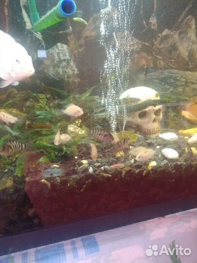 Цихлозомы. Фламинго и Чернополосые