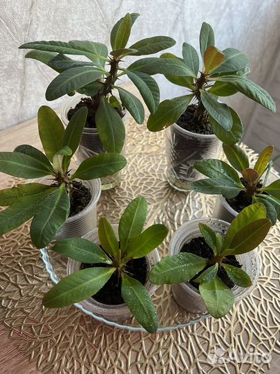 Молочай Миля, кактусы