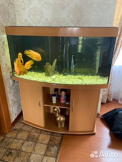 Аквариум jewel 260