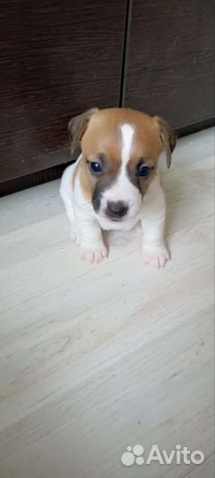 Щенки джек Рассел терьер гладкошерстный