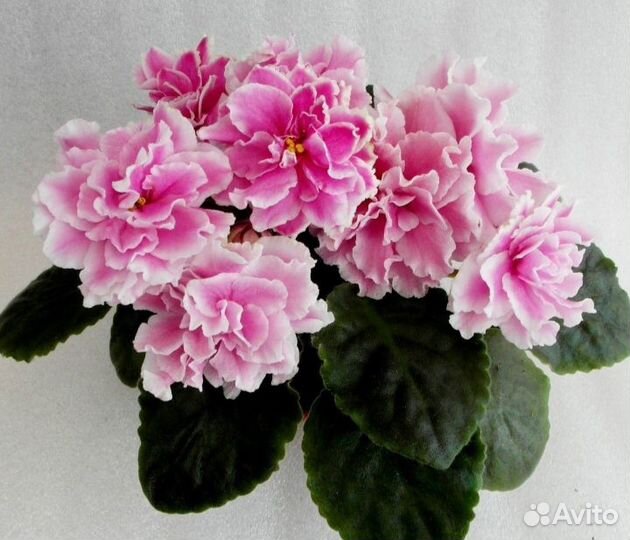 Сортовые фиалки