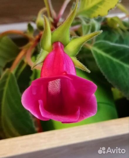 Глоксинии (сеянцы и верхушки), эписции