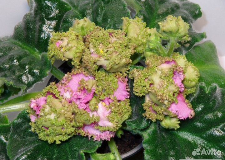 Фиалки (лист на срез)