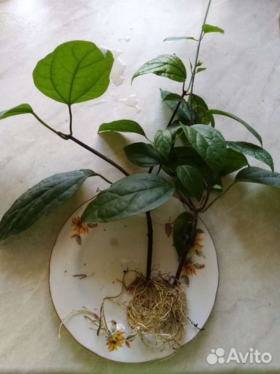 Клеродендрум томсон дерево судьбы, невинная любовь