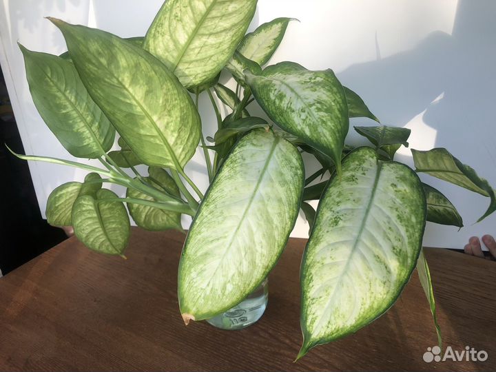 Диффенбахия кустовая