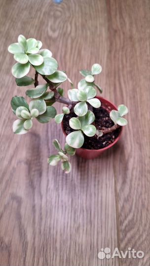 Комнатные растения