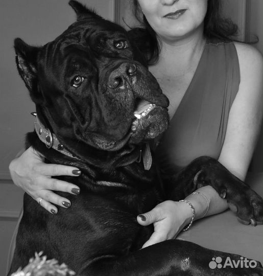 Кане корсо вязка