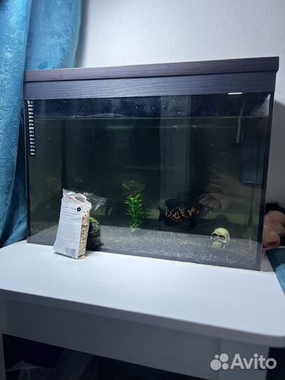 Астронотус