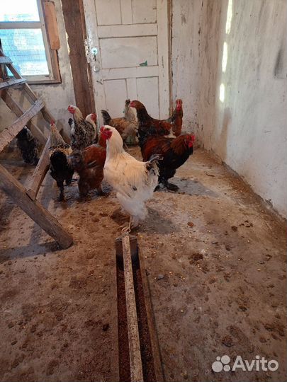 Петухи и куры Брама