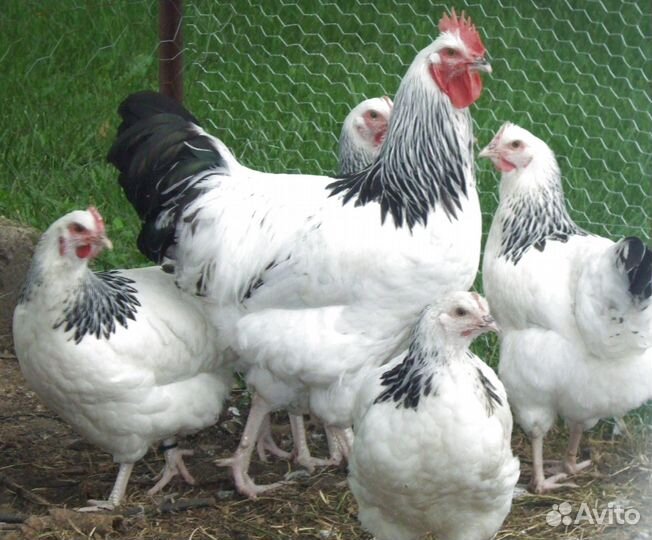 Куры несушки молодые с доставкой