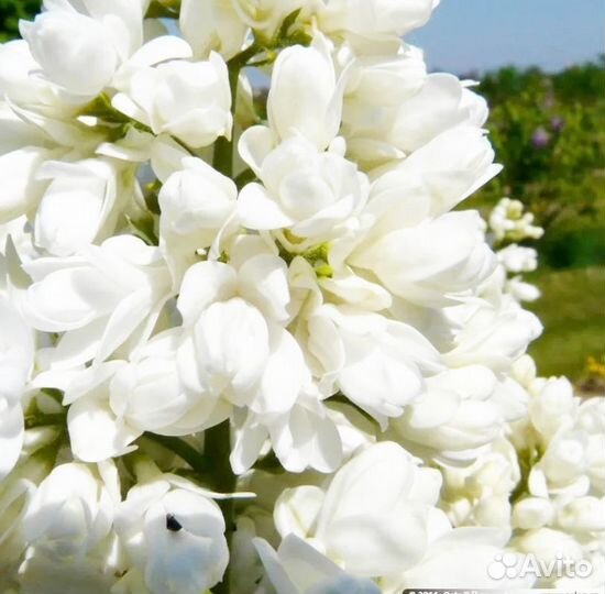 Сирень сорт Память о Колесникове. штамб 130 см