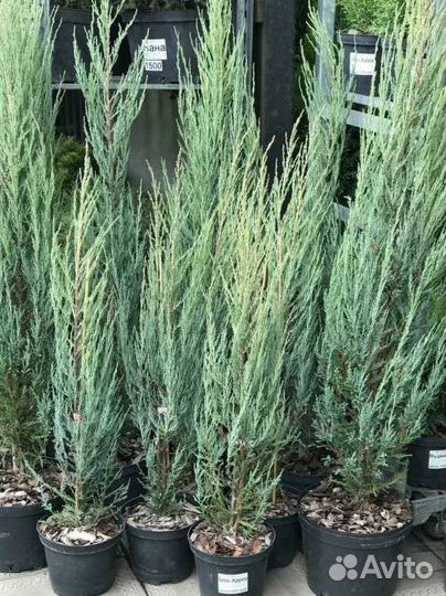 Можжевельник блю эрроу