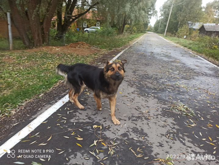 Собака в хорошие руки