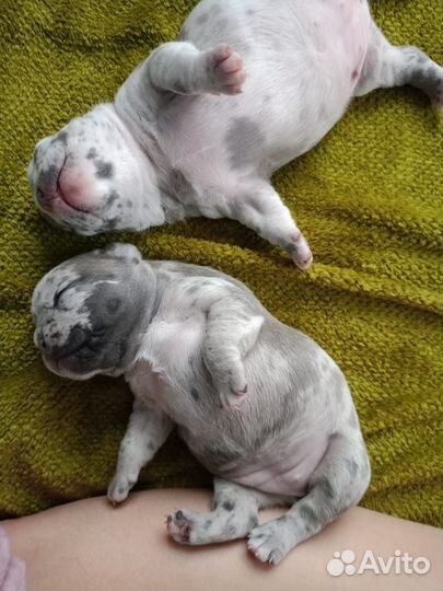 Французский бульдог щенки мерле