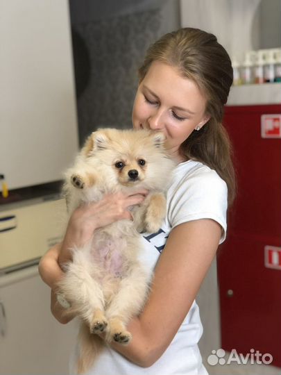 Груминг, У/З чистка зубов, передержка животных