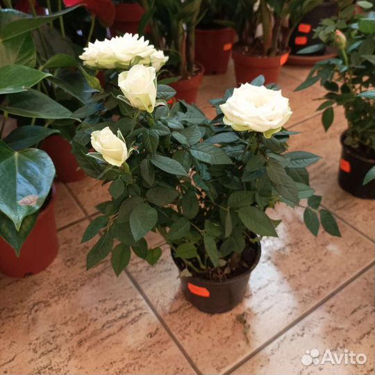 Роза в горшке