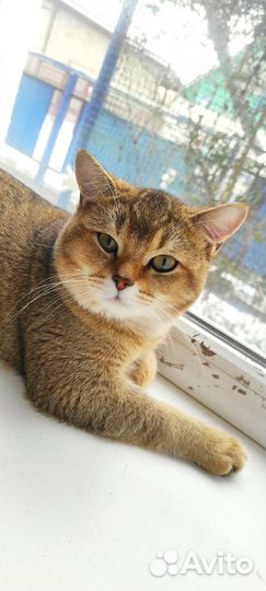 Шотландский кот